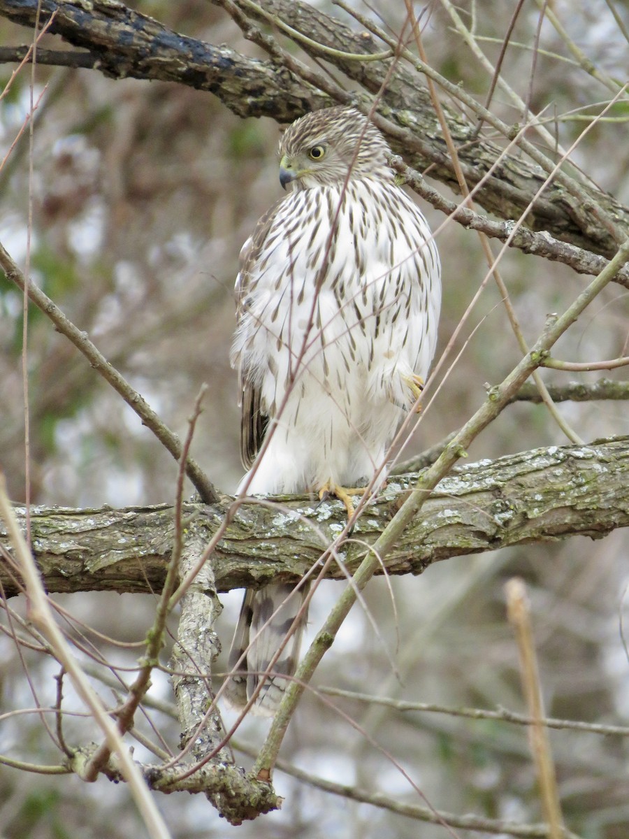 Cooper's Hawk - ML610225938