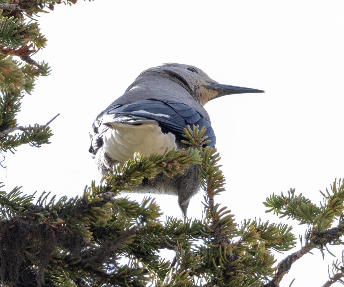 Clark's Nutcracker - ML610225943