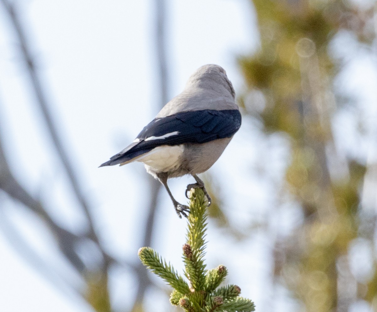 Clark's Nutcracker - ML610225946