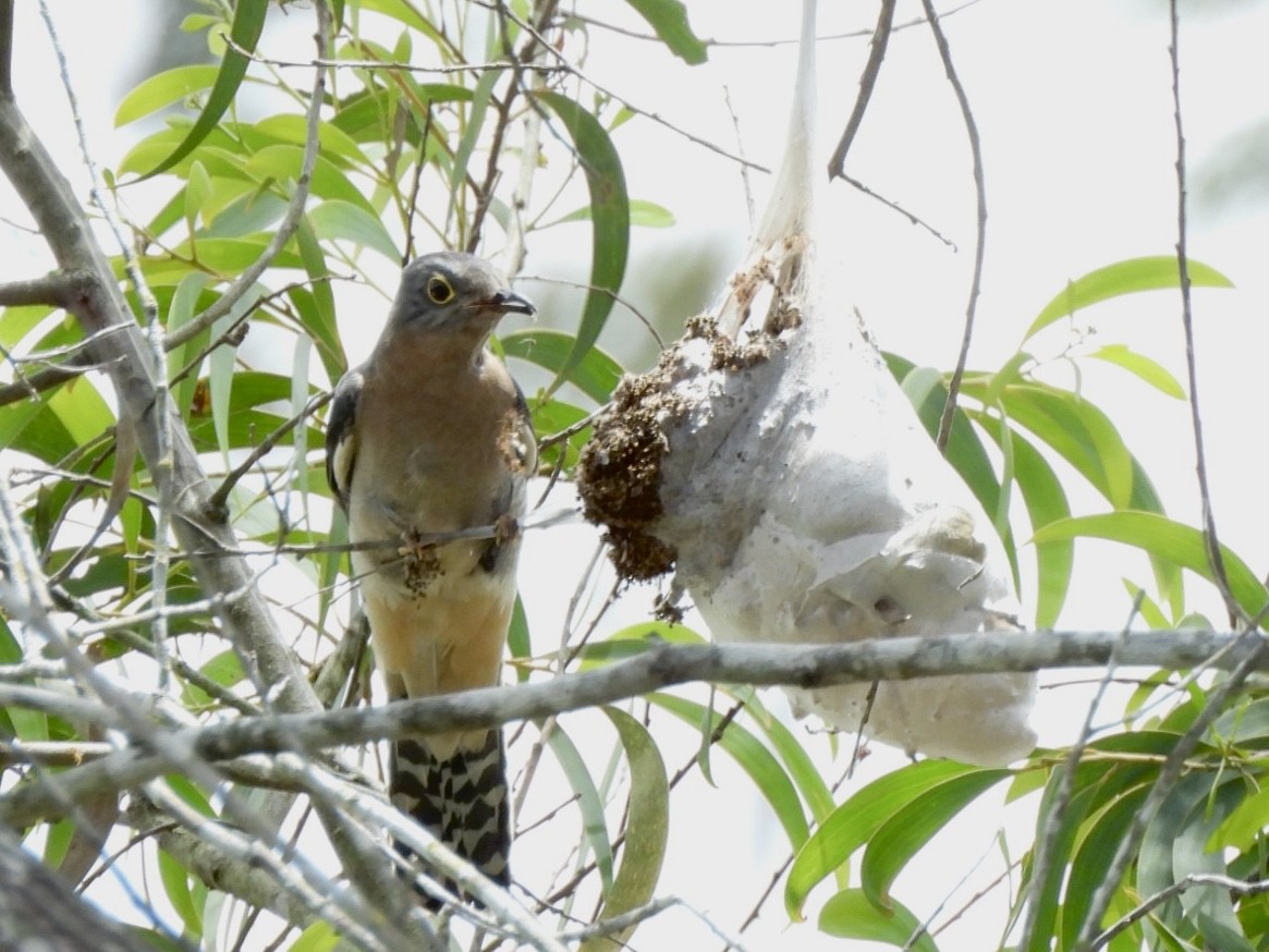 Fan-tailed Cuckoo - ML610226006