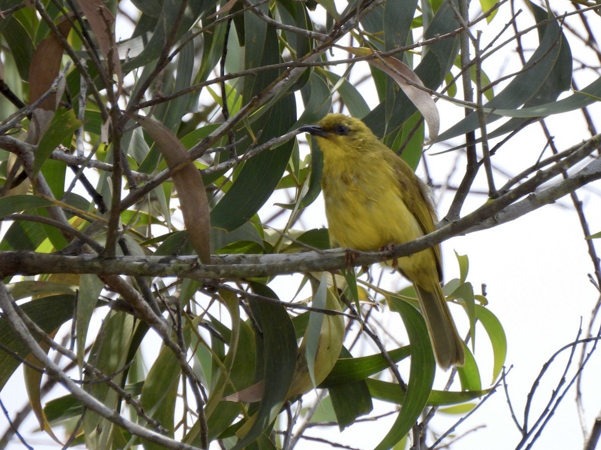 Yellow Honeyeater - ML610226050