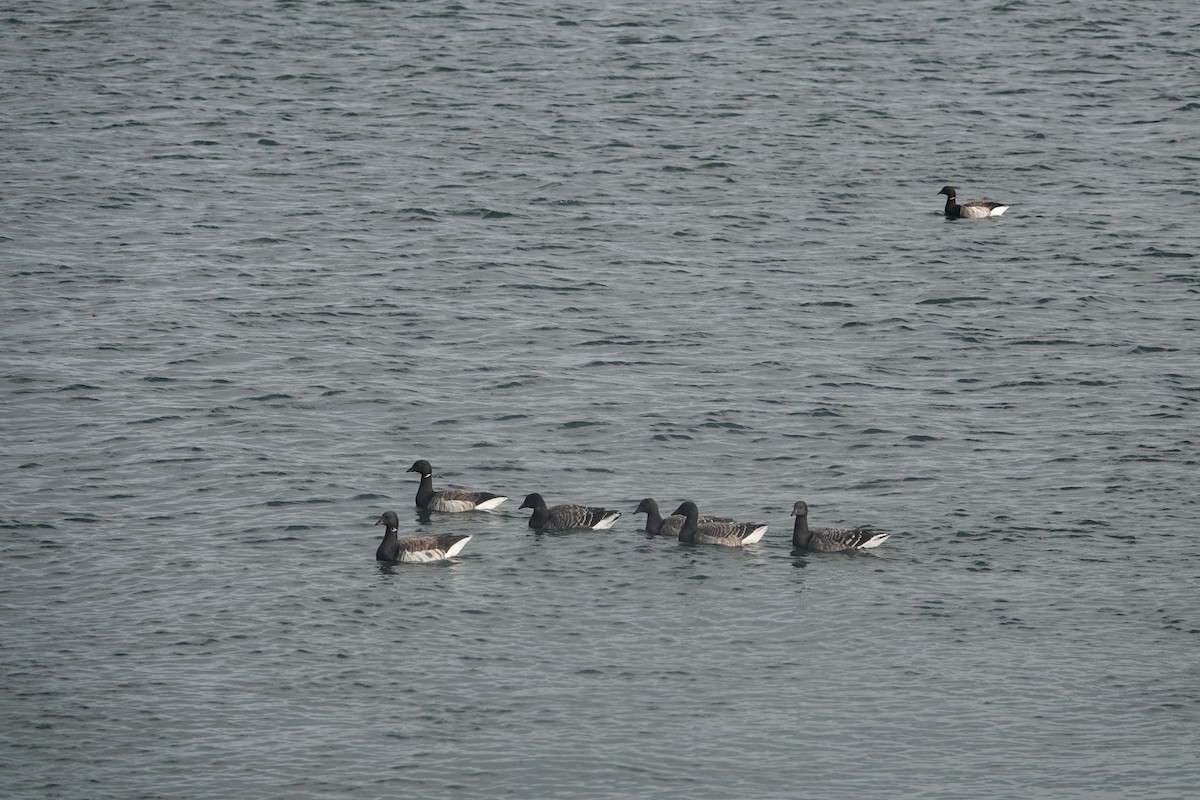 Brant - ML610226051