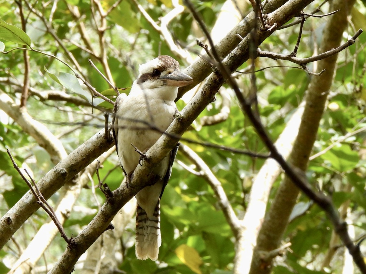 Laughing Kookaburra - ML610226100