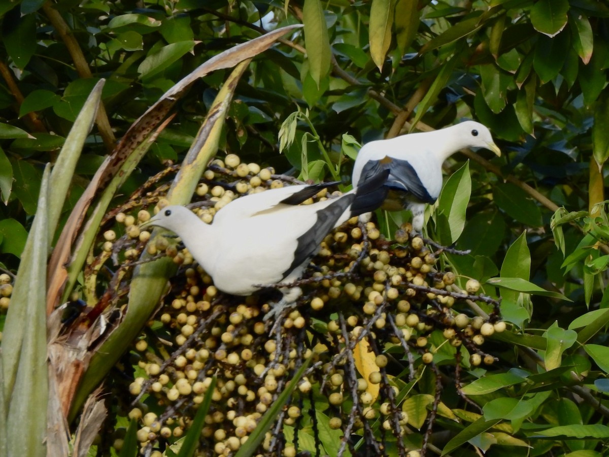 Torresian Imperial-Pigeon - ML610226172