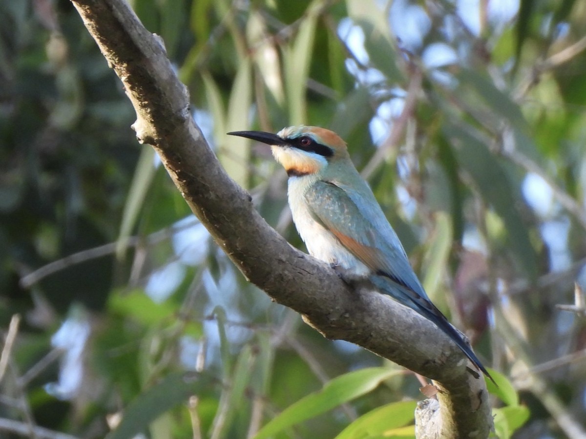 Rainbow Bee-eater - ML610226213