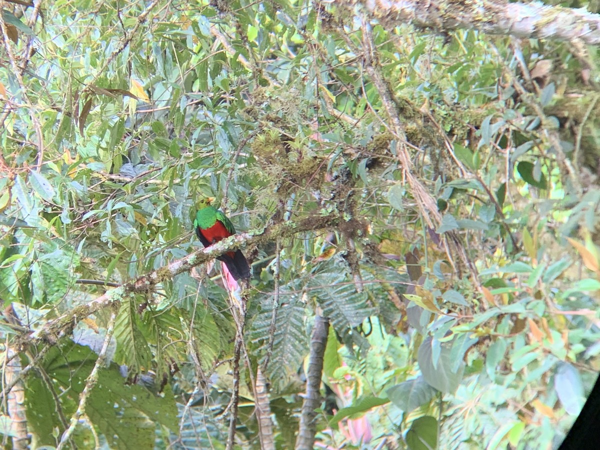 Golden-headed Quetzal - ML610226233