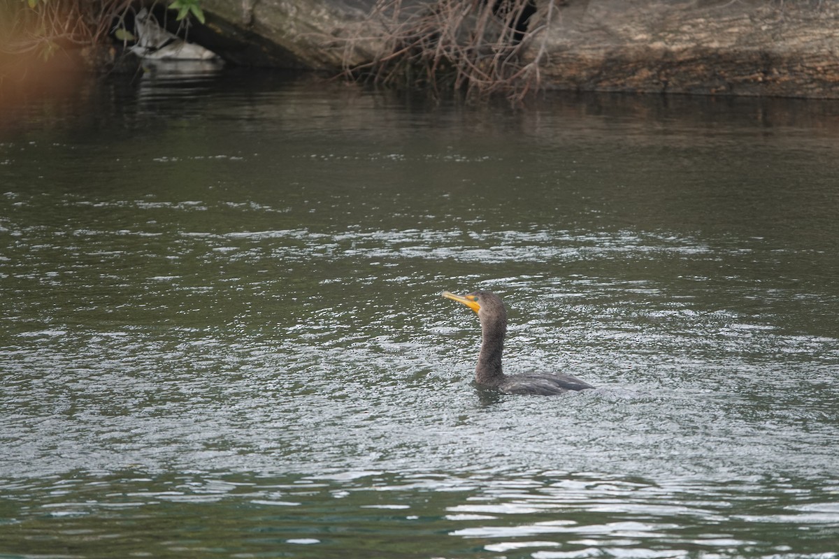 Double-crested Cormorant - ML610226283