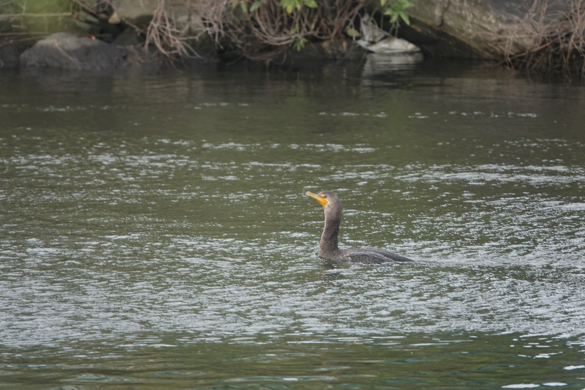 Double-crested Cormorant - ML610226284