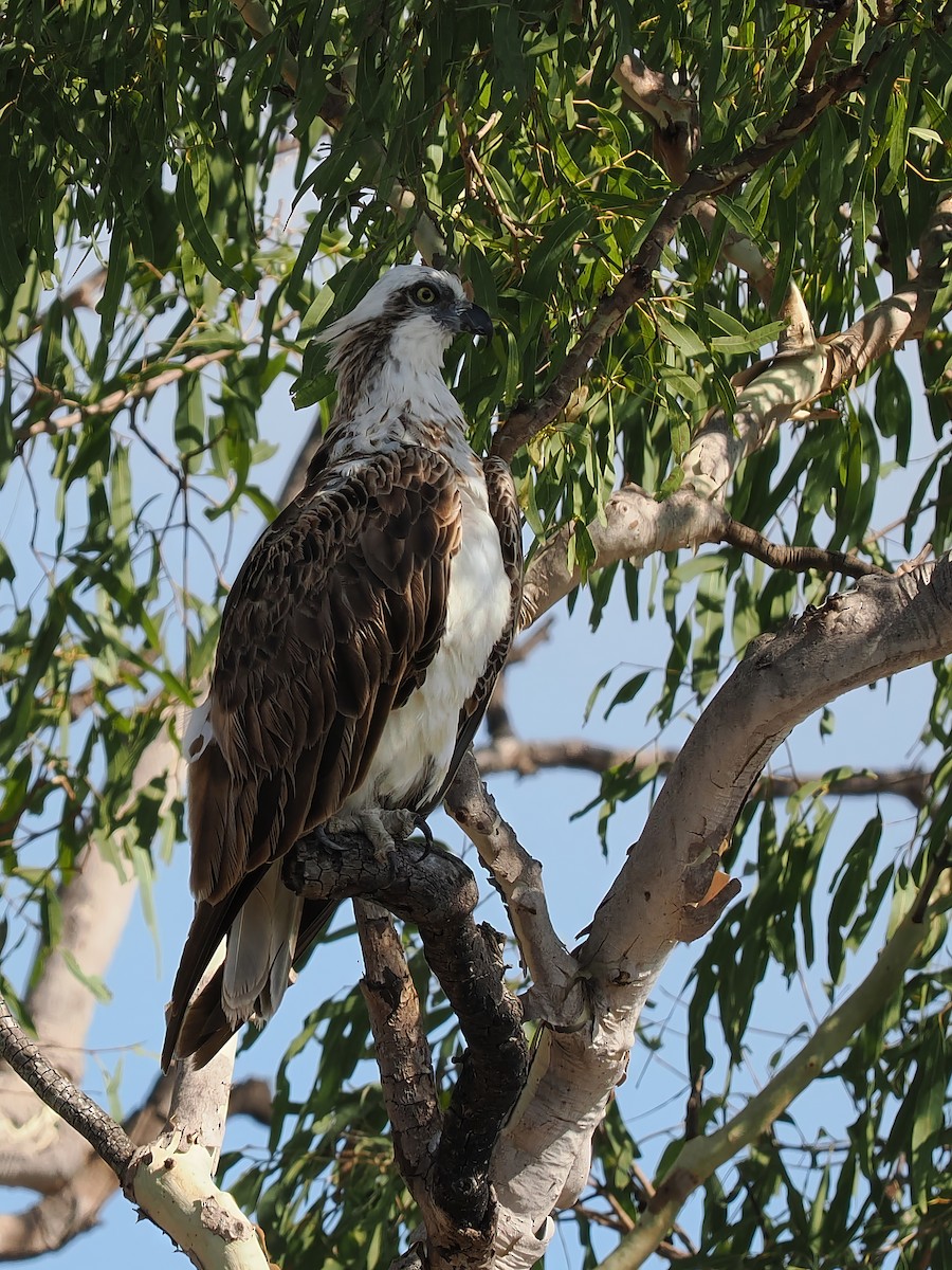 Osprey - ML610226285