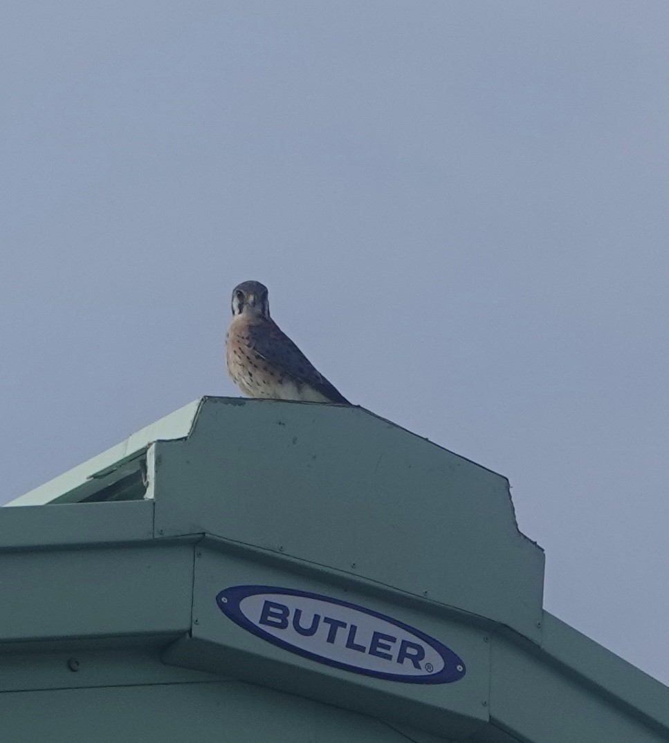 American Kestrel - ML610226307