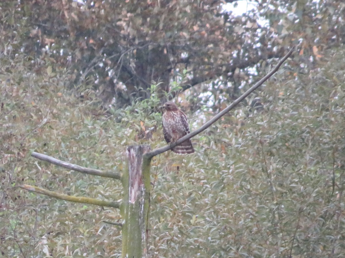 Red-shouldered Hawk - ML610226312