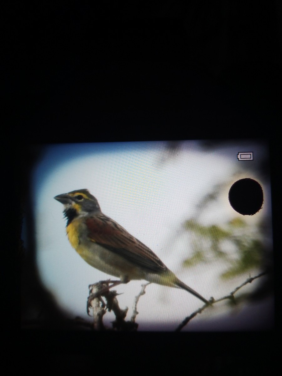 Dickcissel - ML610226320