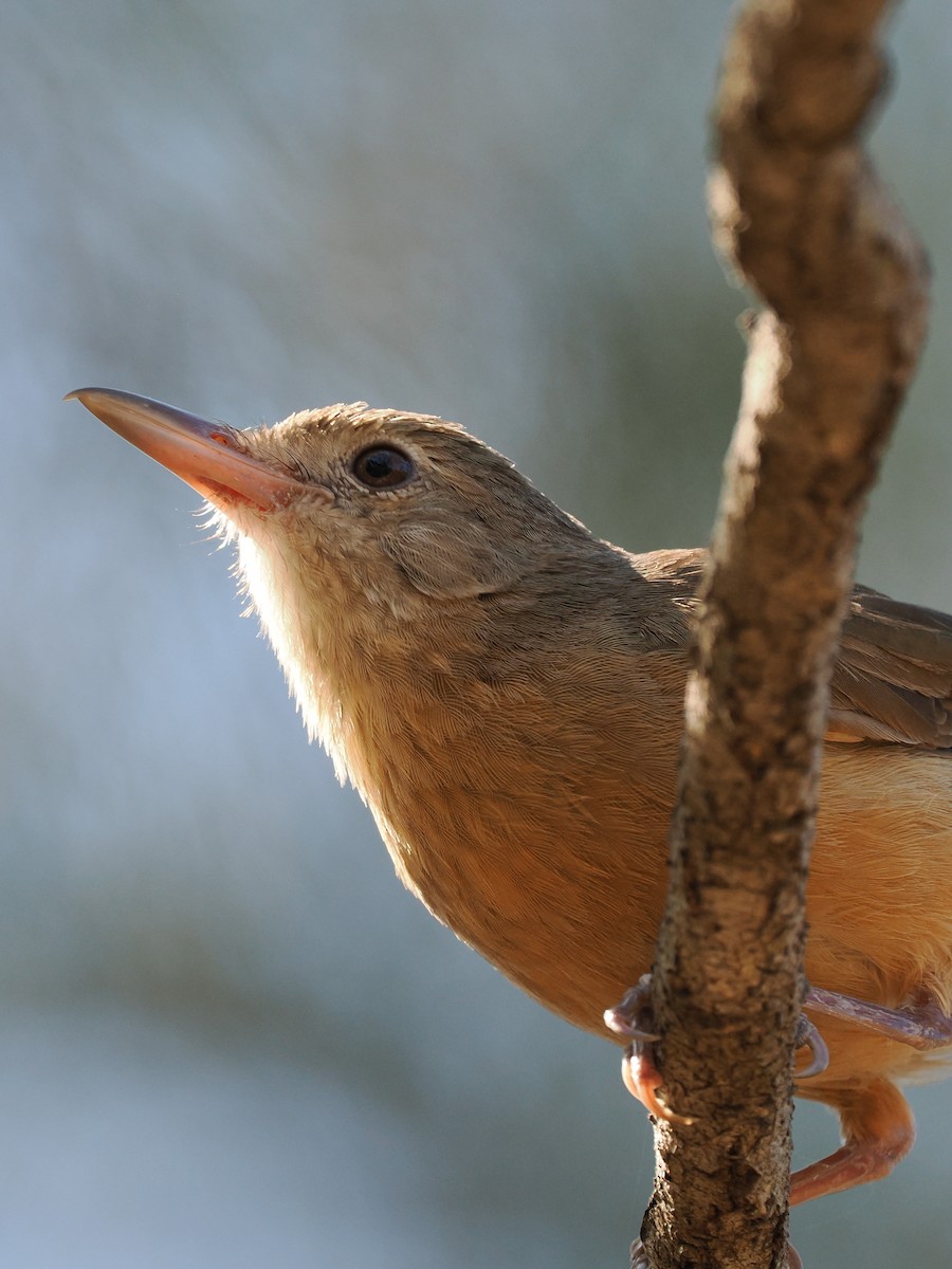 Rufous Shrikethrush - Len and Chris Ezzy