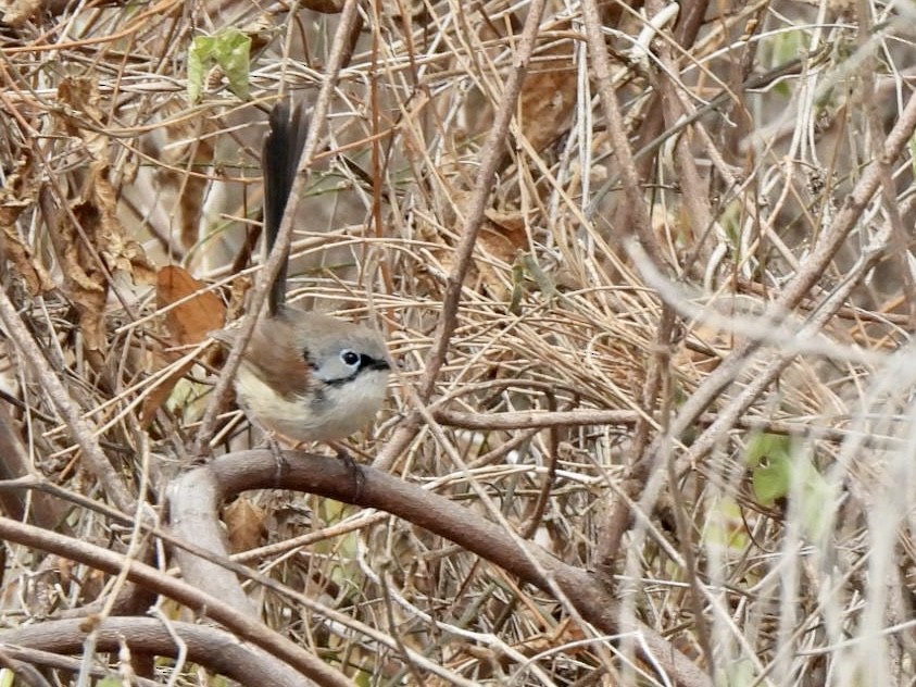 Variegated Fairywren - ML610226357