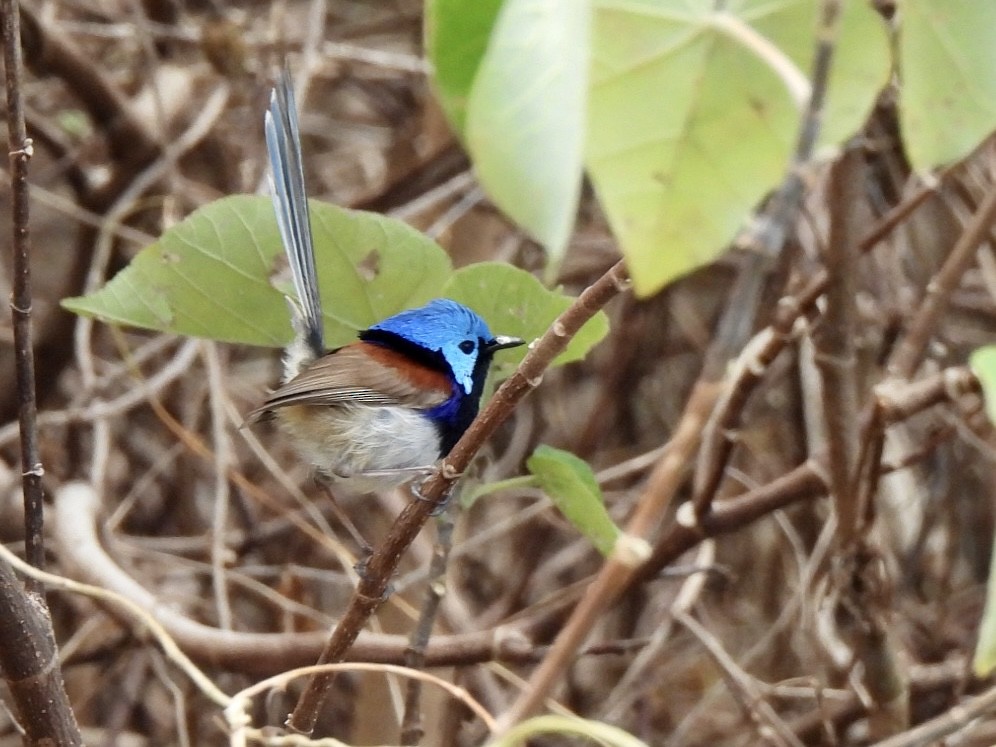 Variegated Fairywren - ML610226358