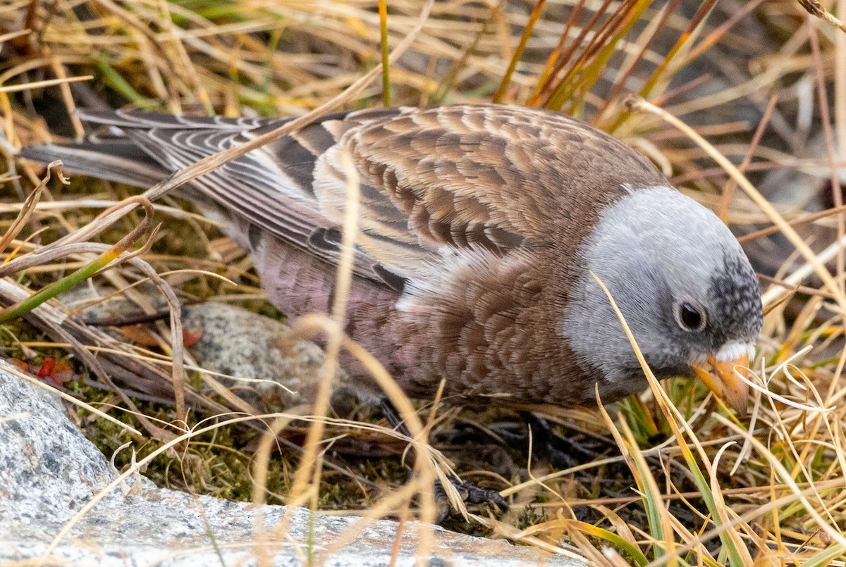 grånakkefjellfink (littoralis) - ML610226364