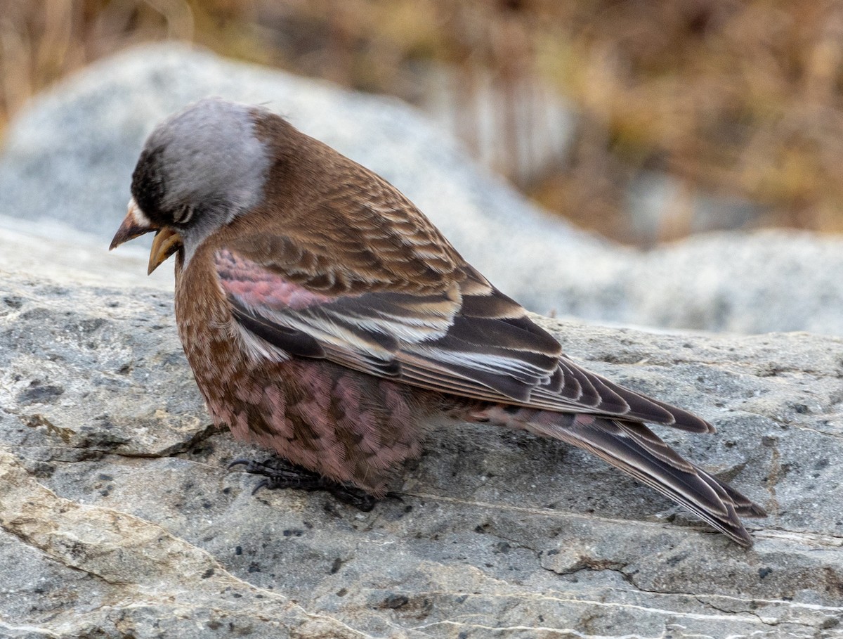 grånakkefjellfink (littoralis) - ML610226365