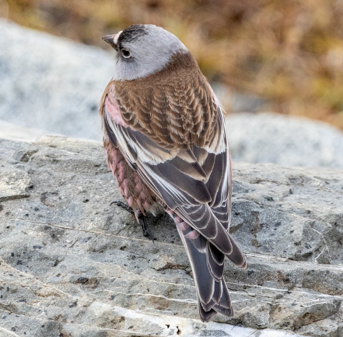 grånakkefjellfink (littoralis) - ML610226368