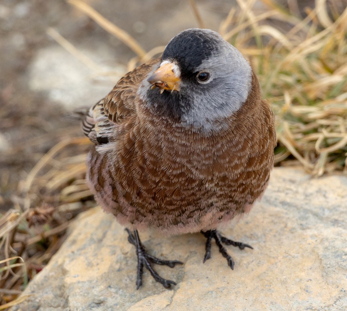 Gray-crowned Rosy-Finch (Hepburn's) - Greg Harrington