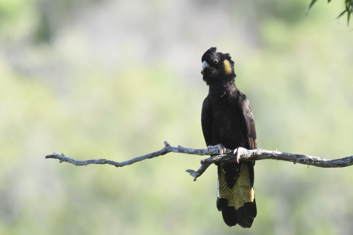 Cacatúa Fúnebre Coliamarilla - ML610226400