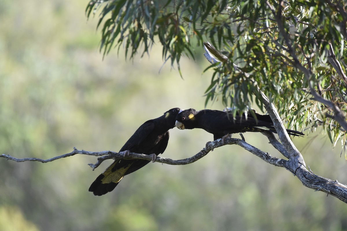 Cacatúa Fúnebre Coliamarilla - ML610226401