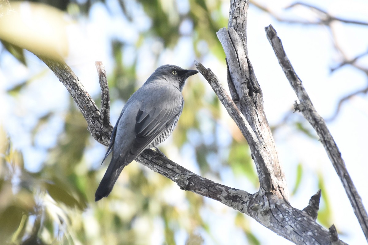 Barred Cuckooshrike - ML610226411