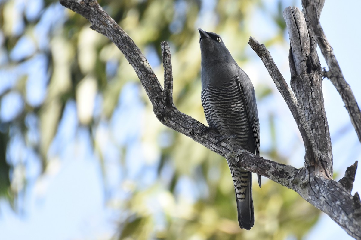 Barred Cuckooshrike - ML610226413