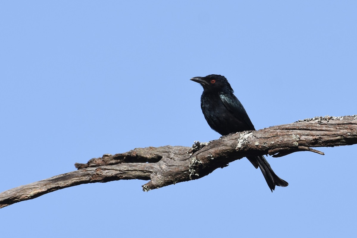 Drongo pailleté - ML610226426