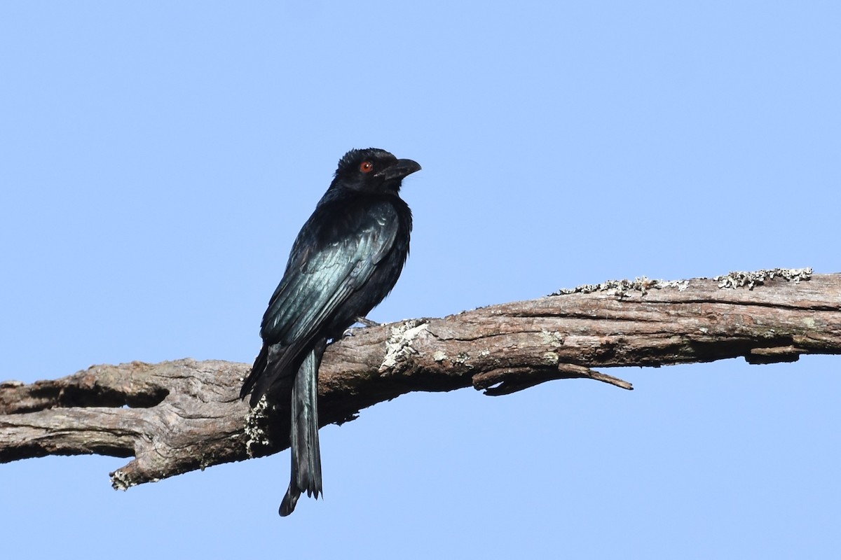 Glanzfleckdrongo - ML610226427