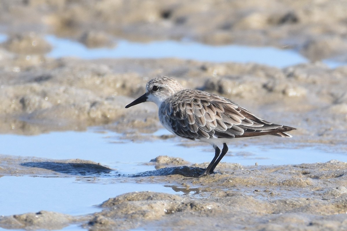 Red-necked Stint - Shinead Ashe