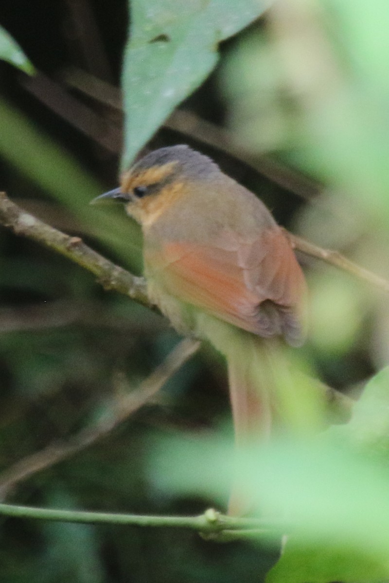 Buff-fronted Foliage-gleaner - ML610226522