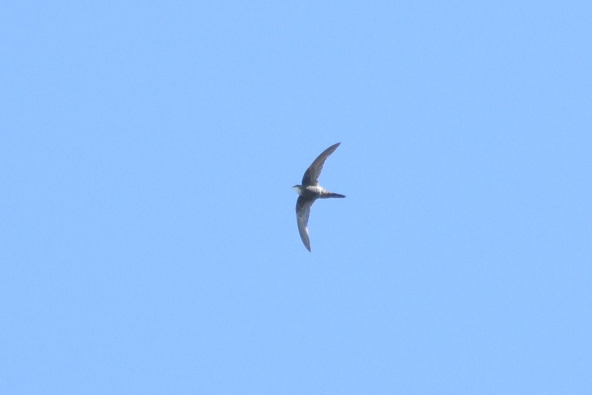 Pacific Swift - ML610226651