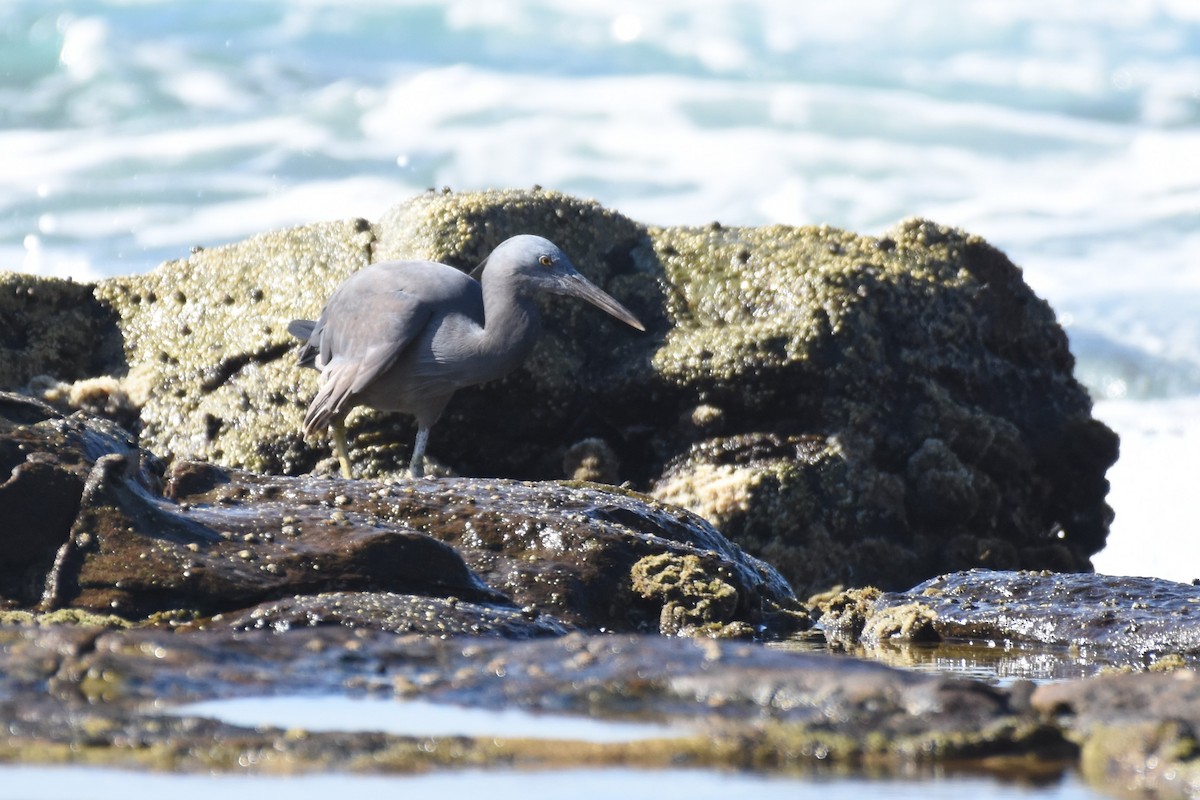 Pacific Reef-Heron - ML610226667