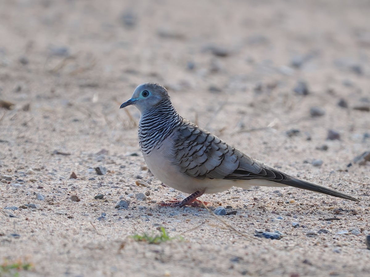 Peaceful Dove - ML610226670