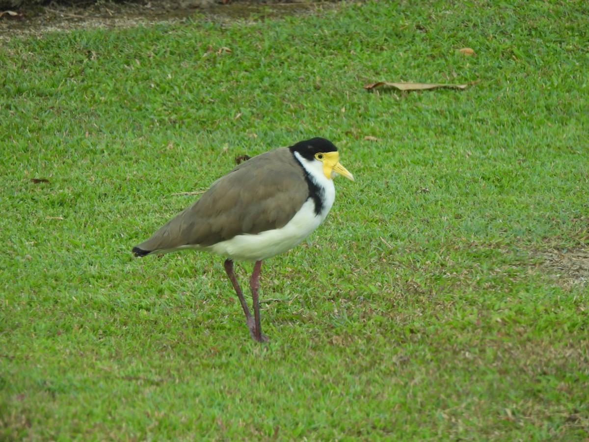 Pavoncella mascherata - ML610226685