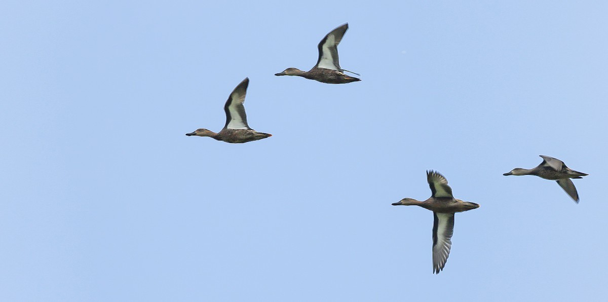 Blue-winged Teal - ML610226700