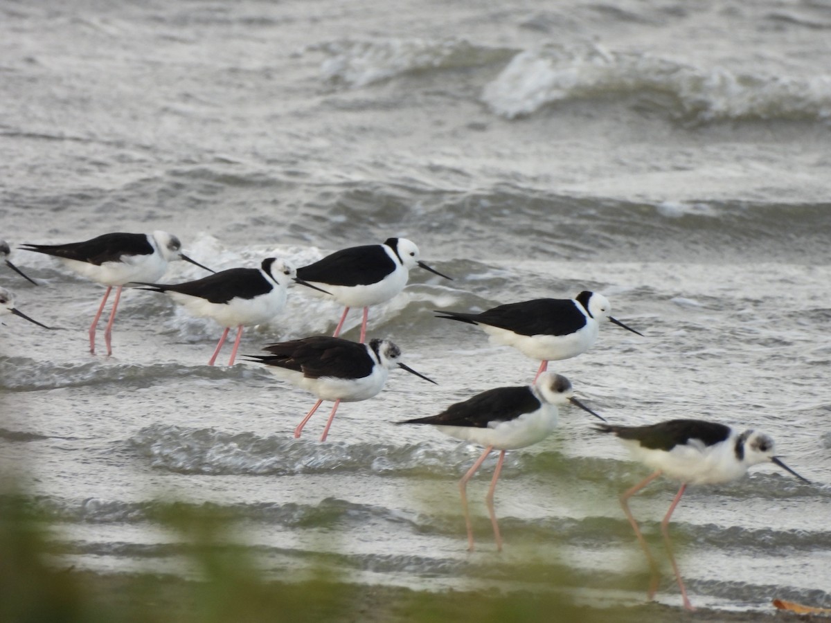 Pied Stilt - ML610226707