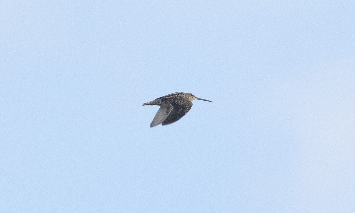 Wilson's Snipe - ML610226735