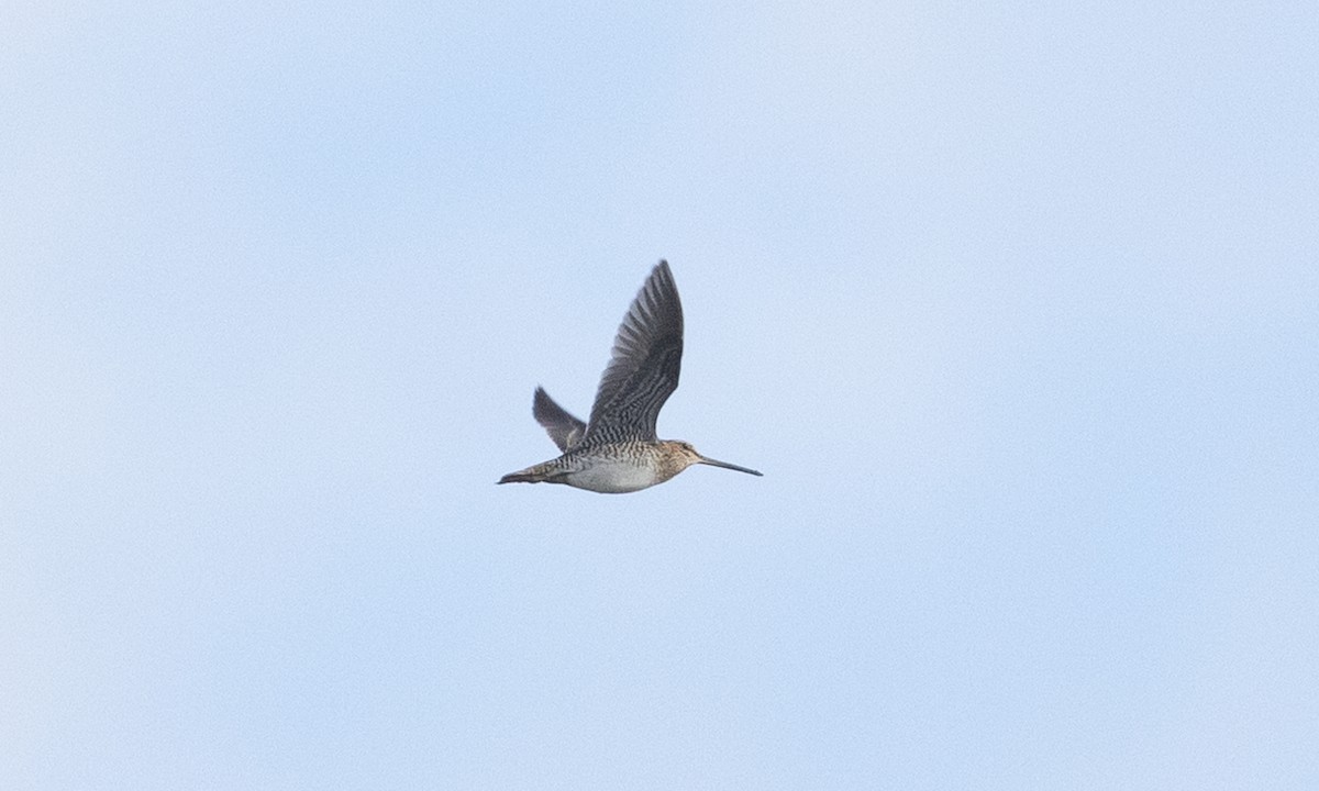 Wilson's Snipe - ML610226737