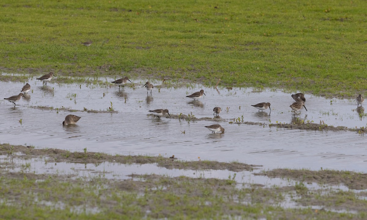 Alpenstrandläufer (pacifica/arcticola) - ML610226752