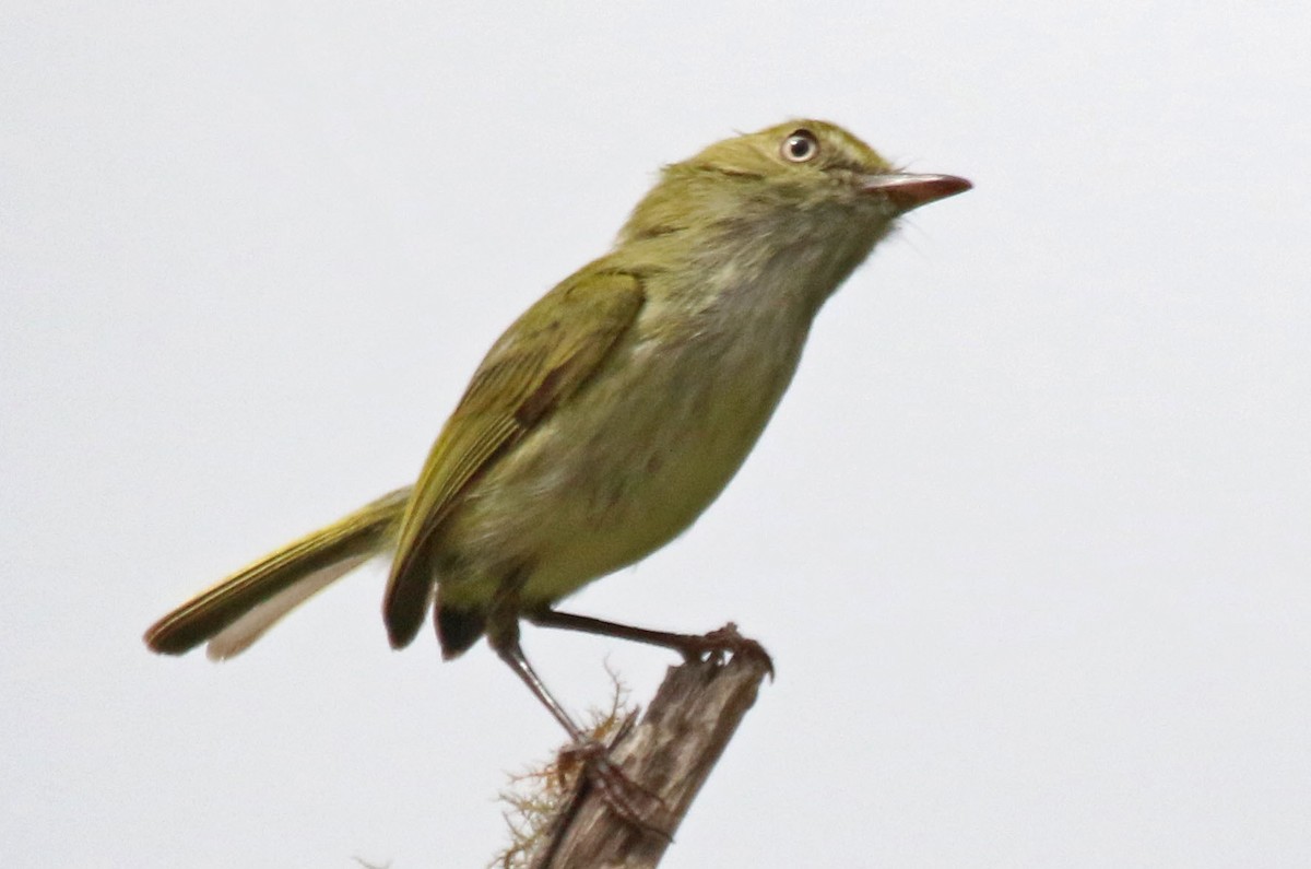 Hangnest Tody-Tyrant - ML610226761