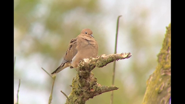 Mourning Dove - ML610226814