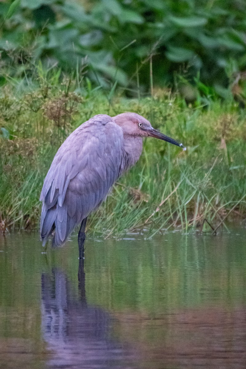 Reddish Egret - ML610226819