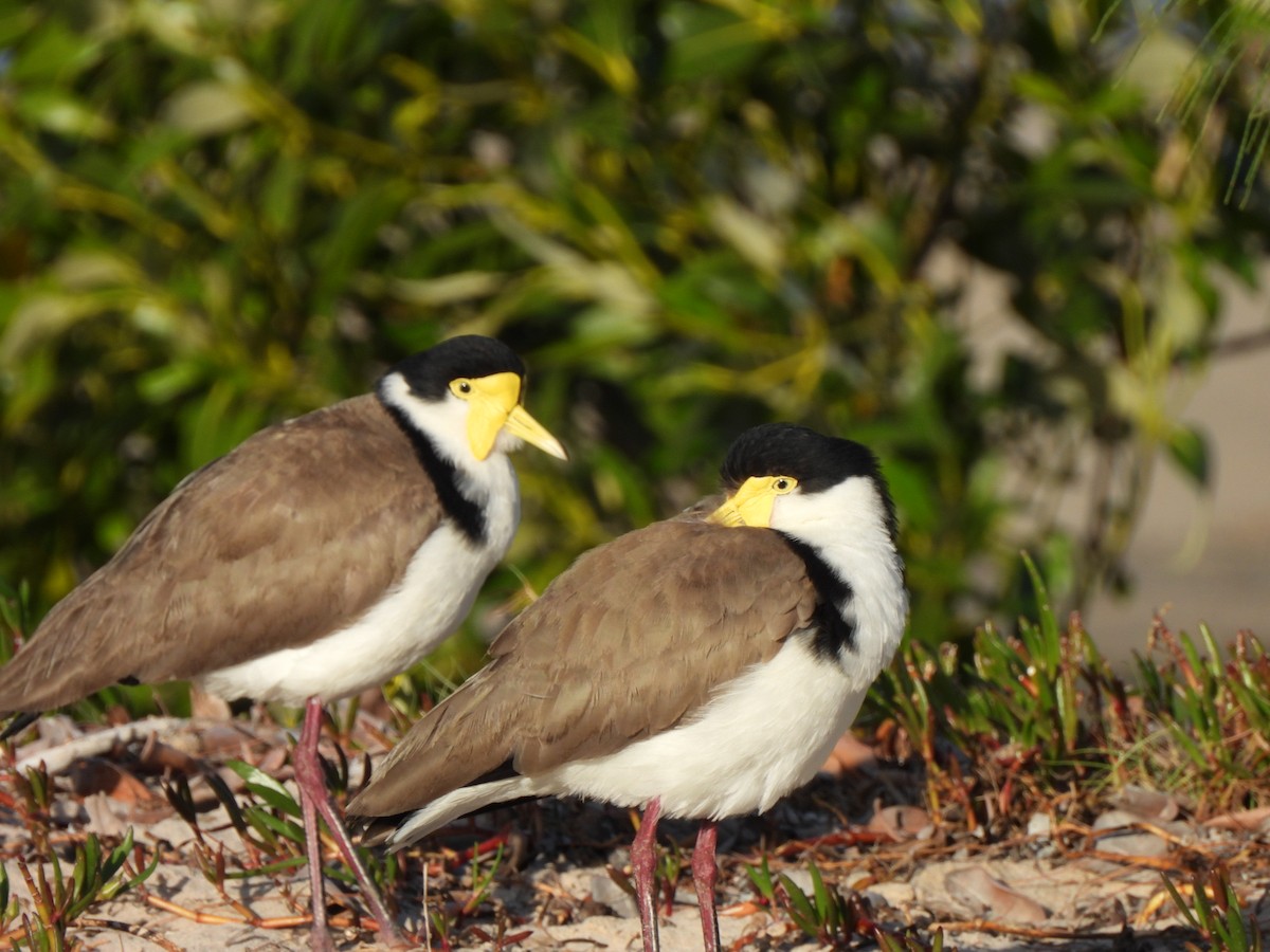 Pavoncella mascherata - ML610226831