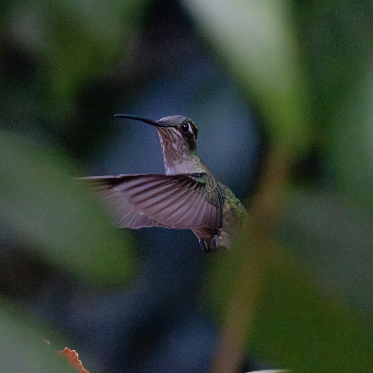 Rivoli's Hummingbird - ML610226832