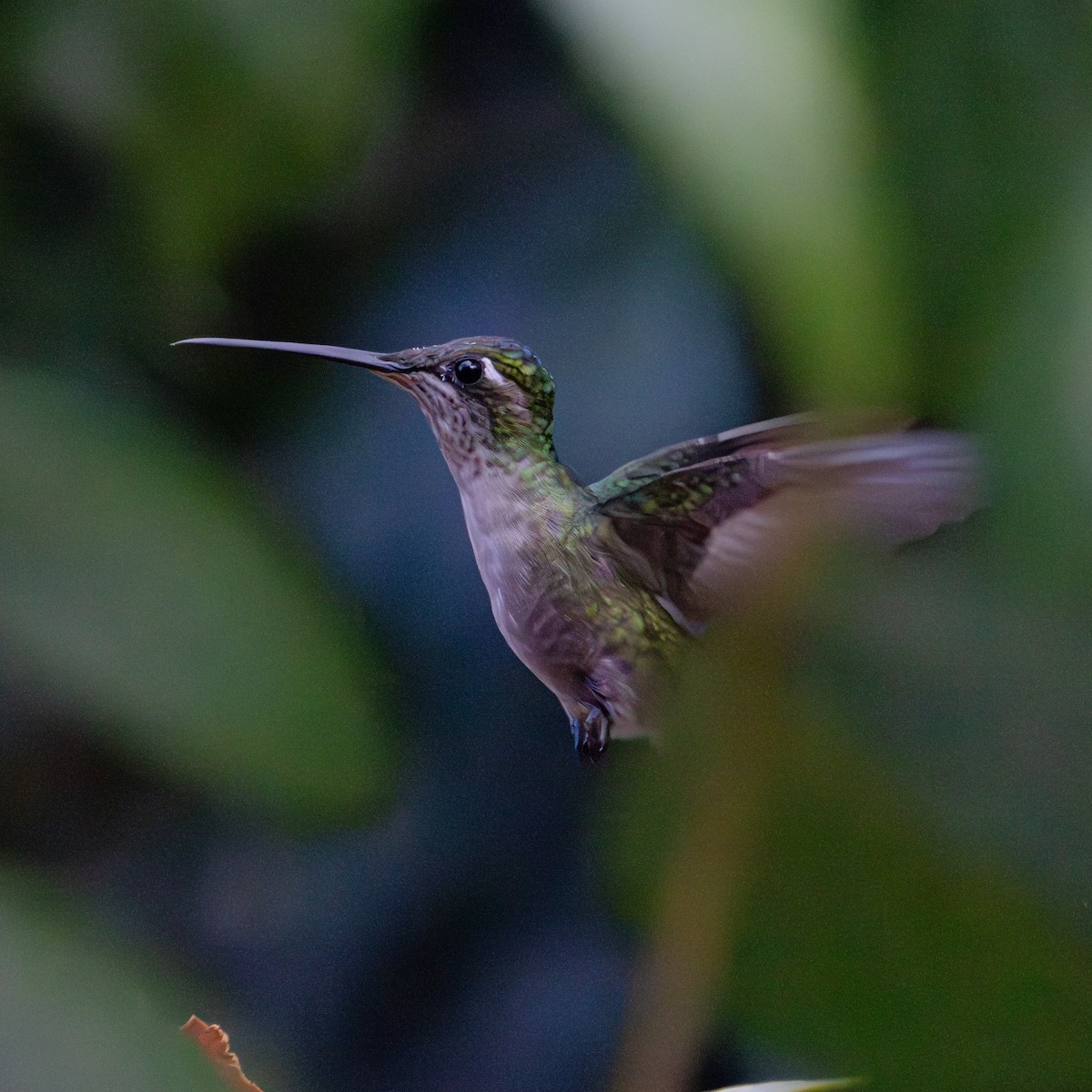 Rivoli's Hummingbird - ML610226833