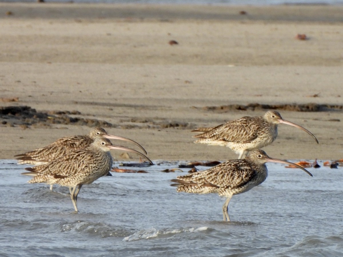 Far Eastern Curlew - ML610226869