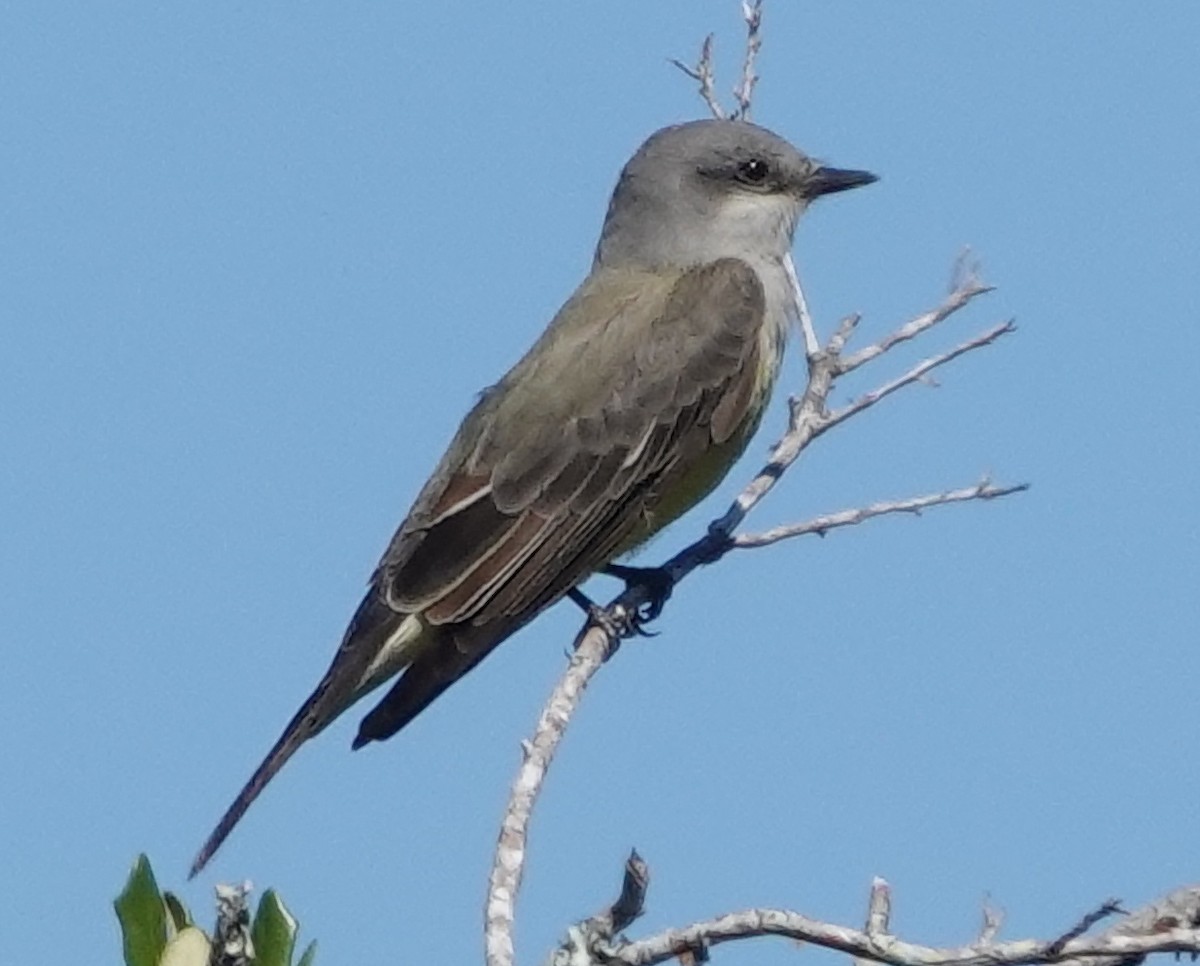 Western Kingbird - ML610226872