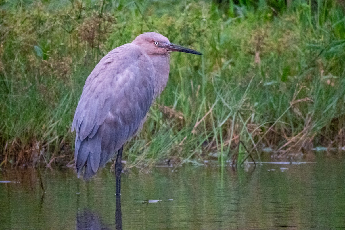 Reddish Egret - ML610226878