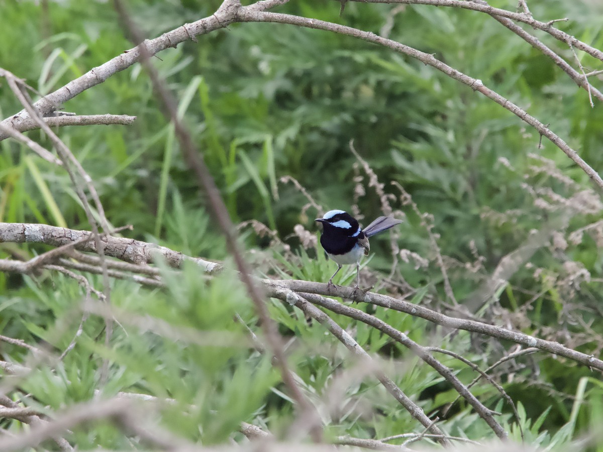 Superb Fairywren - Yvonne van Netten